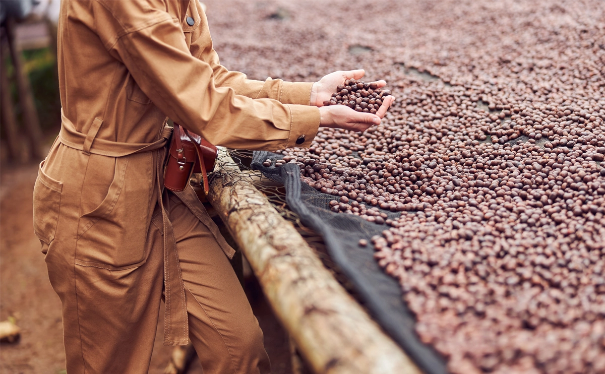 咖啡的處理法：水洗、日曬、蜜處理有什麼不同？